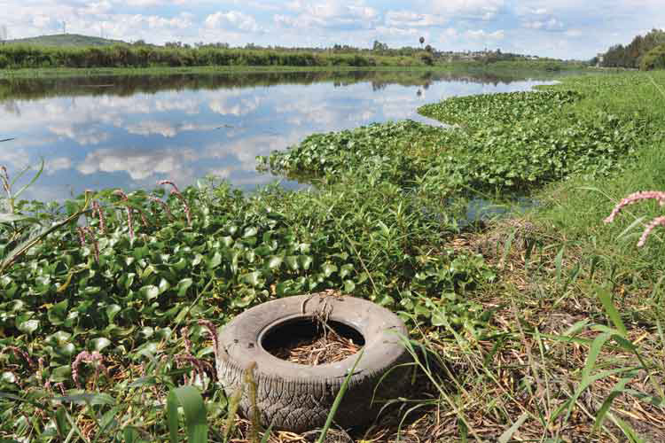 Humedales, clave para sanear agua en Los Altos