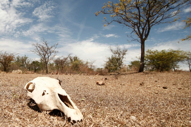 Disminuye sequía en el territorio estatal  