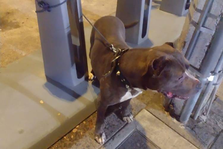 Rescatan a pitbull abandonada en ciclopuerto 