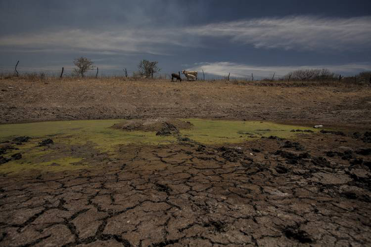 Suman 7.5 mdp a afectados por sequía 