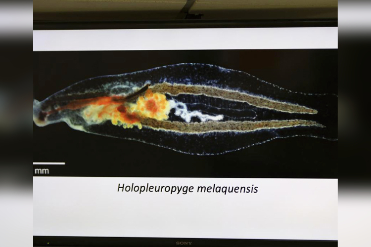 Descubren nueva babosa marina en Melaque