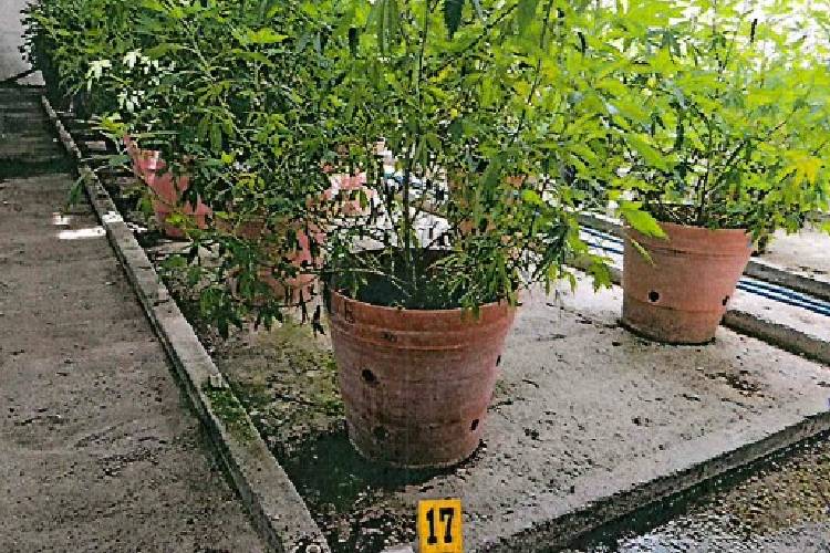 Desmantelan invernadero con más de 145 kilos de marihuana 