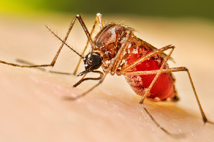 Disminuyen 92% los casos de dengue en Jalisco a comparación 2024 