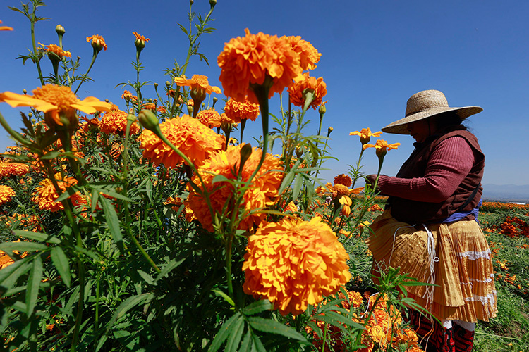 Cempasúchil, la flor que guía almas
