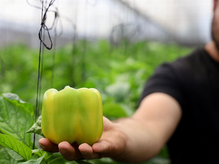 Van por exportación de pimiento a Japón
