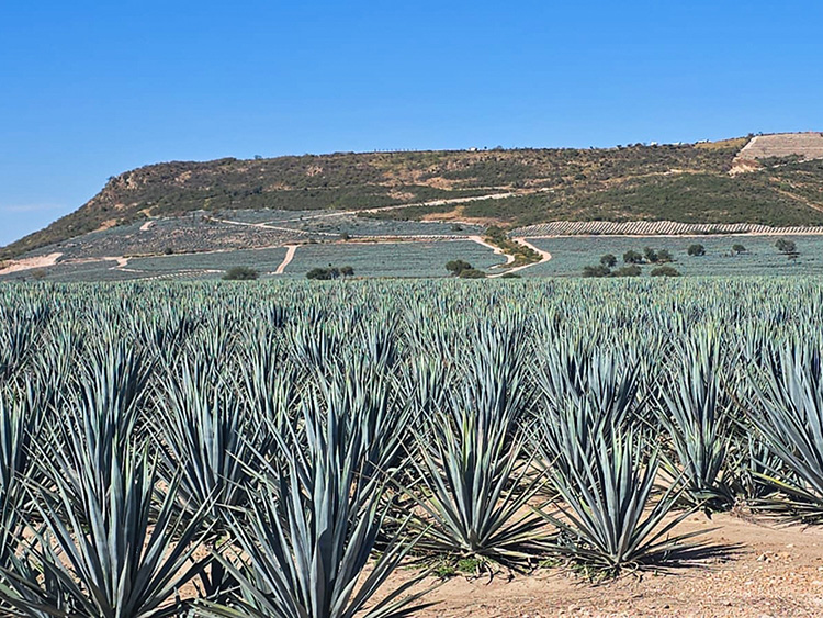 Deforestan predio para cultivo de agave