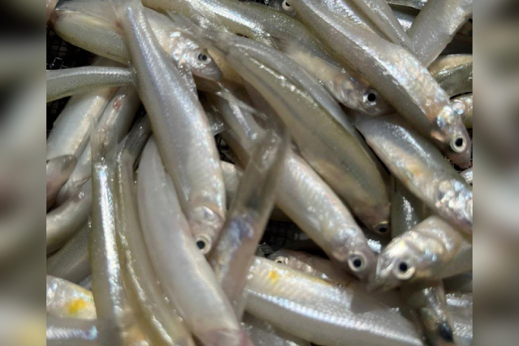 Trabajan en secador solar para charales