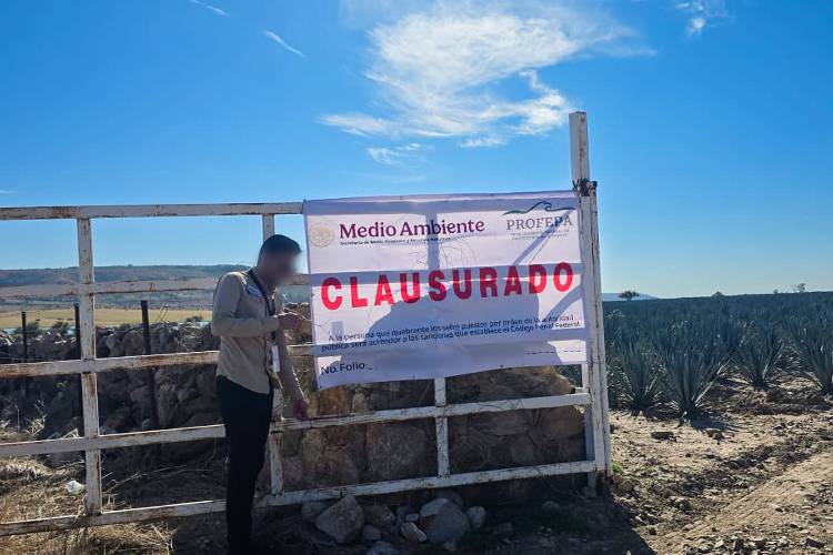 Deforestaron para plantar agave en Valle de Guadalupe; los clausuran