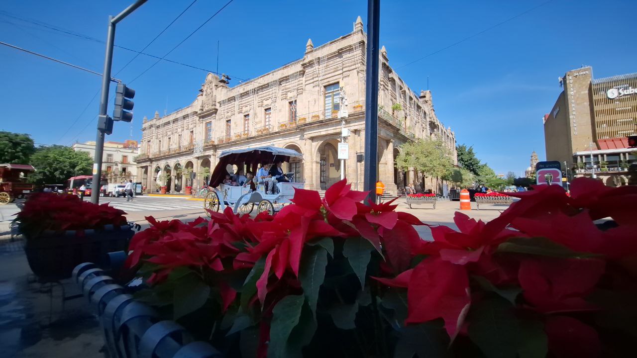 Guadalajara inicia plantación de más de 23 mil nochebuenas 