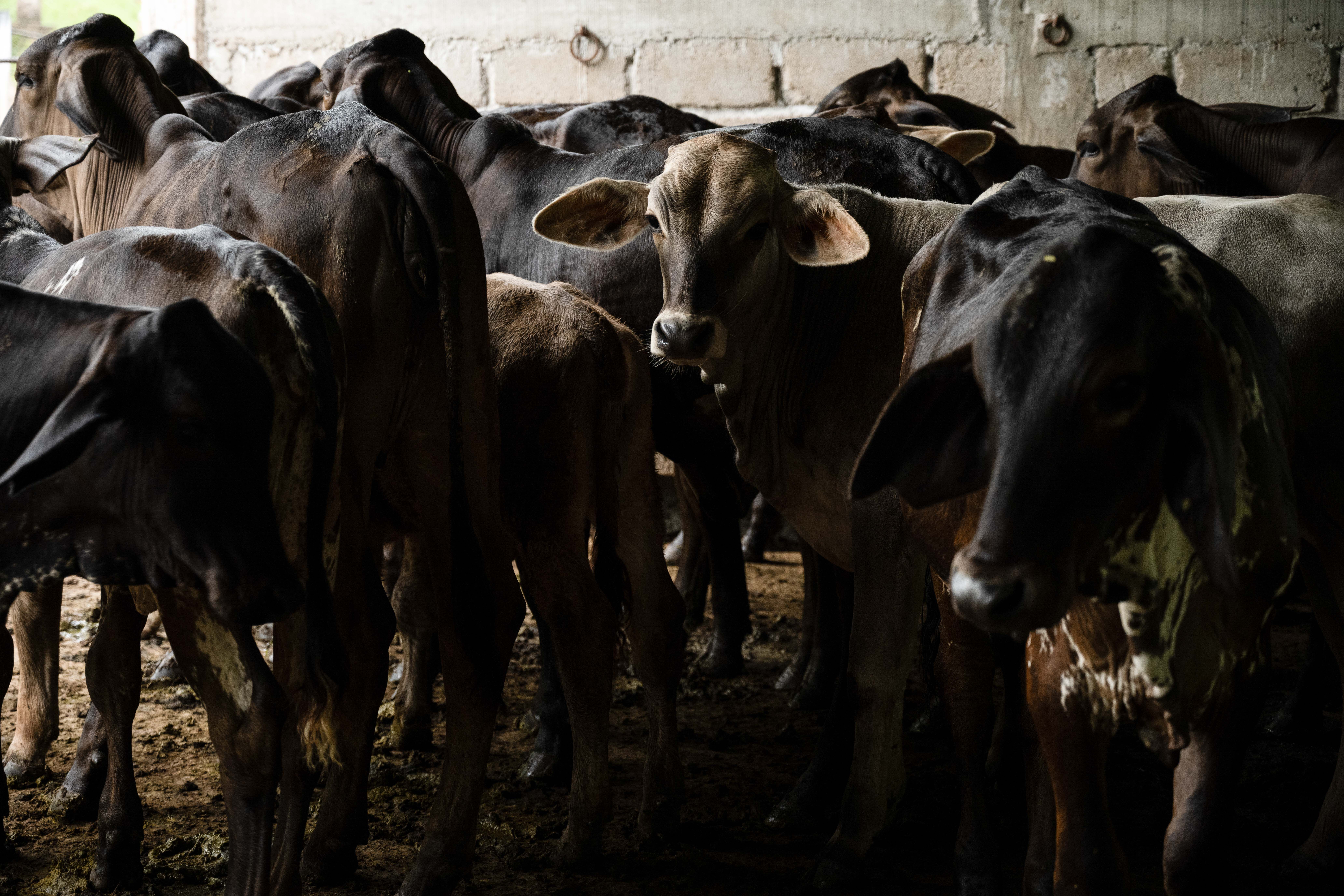 México decreta emergencia nacional por plaga de gusano barrenador