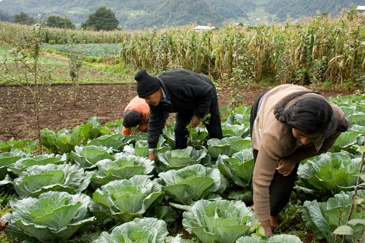 Actividades terciarias concentran PIB estatal  