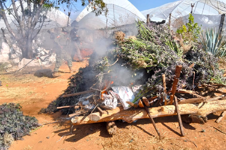 FGR destruye marihuana en operativos en Tequila y Mascota