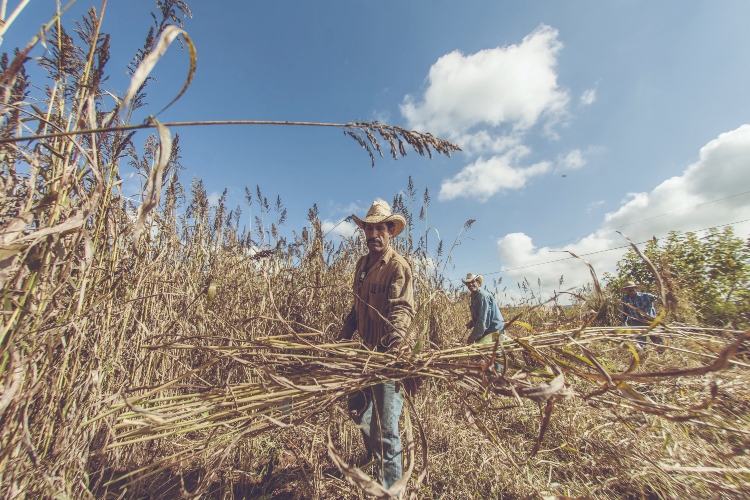 Exigen mayor presupuesto para el campo jalisciense