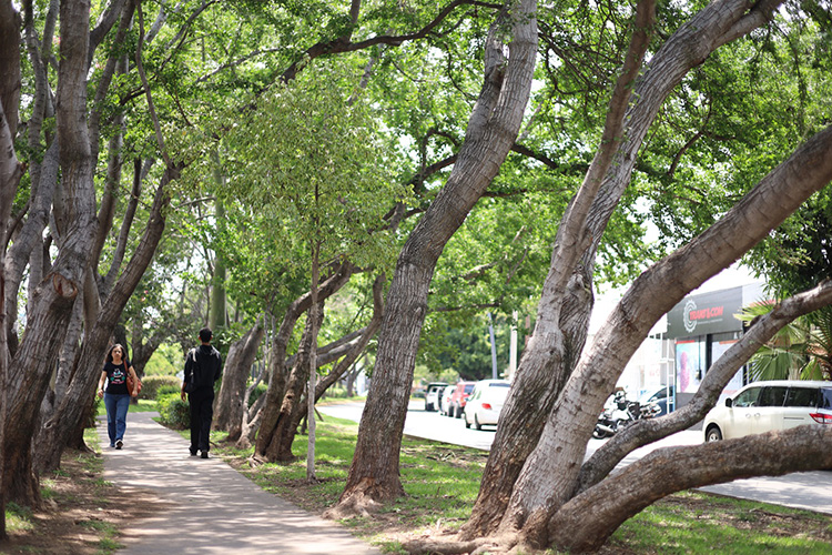 Detectan árboles vulnerables en 6 de cada 10 parques de Zapopan