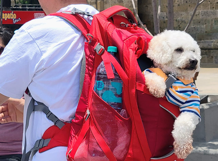 Ofrecerán talleres de bienestar animal