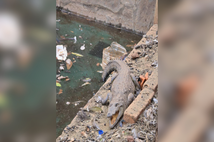 Hallan animales y armamento en Arandas