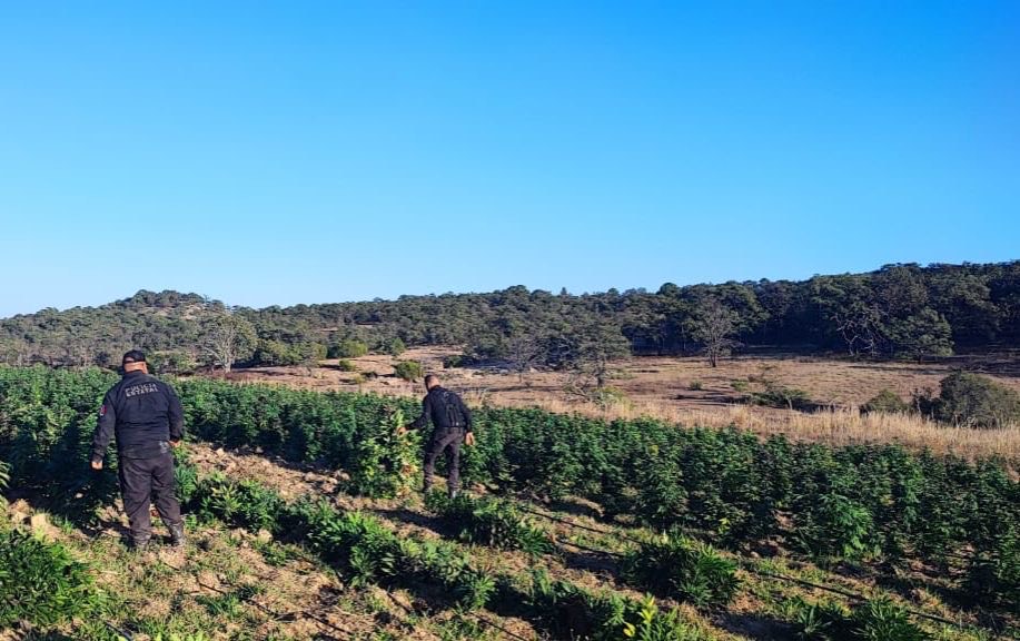 Destruye Policía de Jalisco más de 13 mil plantas de marihuana en Tequila