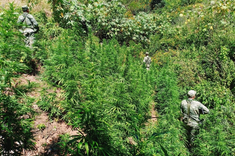 Destruyen 17 plantíos de marihuana en Mascota