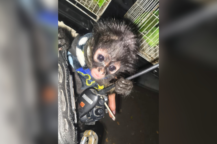 Aseguran animales en el tianguis El Baratillo