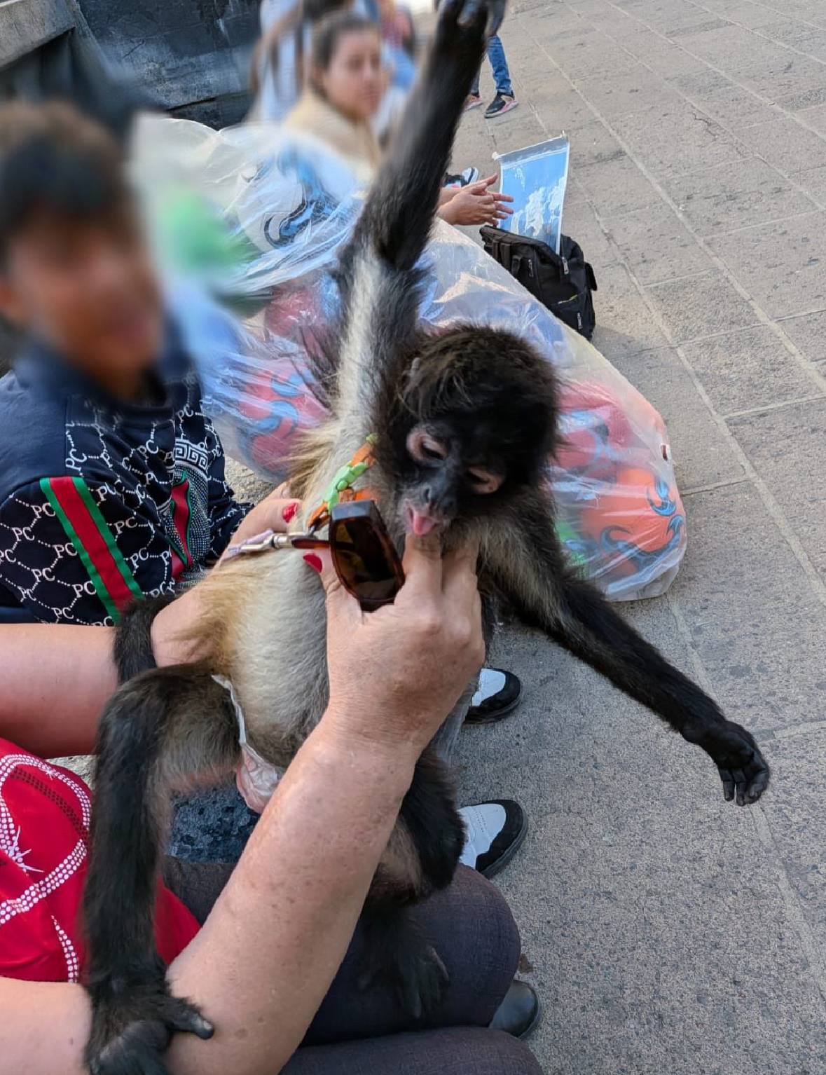 Detenido con mono araña