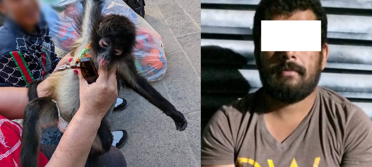 Detenido con mono araña