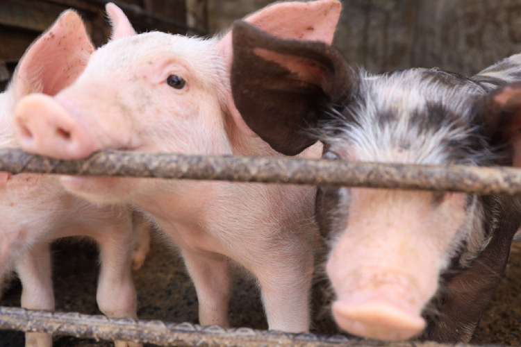Jalisco mantiene liderazgo nacional en la producción de carne de cerdo