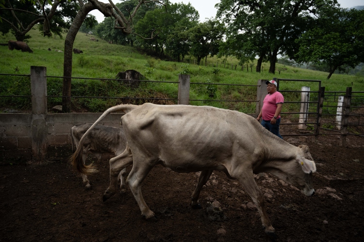 Detectan gusano barrenador en Tamaulipas