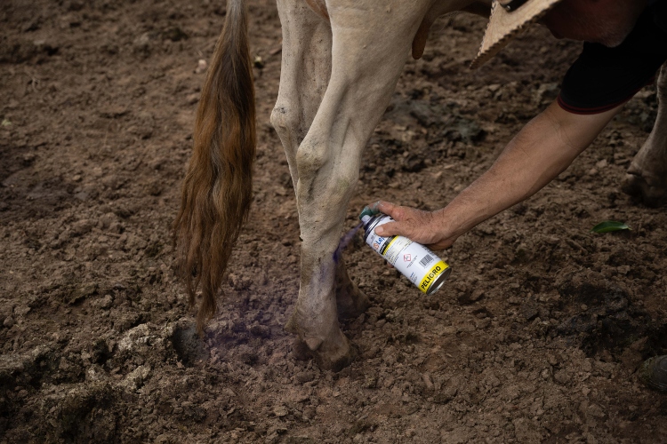 Sader atiende caso de gusano barrenador en Tamaulipas
