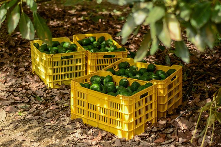 Van por zonas libres de barrenadores del aguacate 