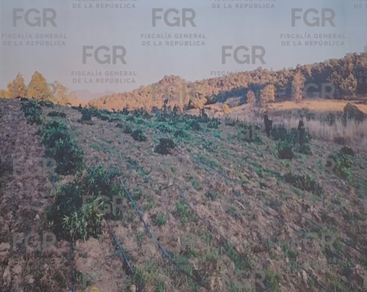 Destruyen más de 13 mil plantas de marihuana 