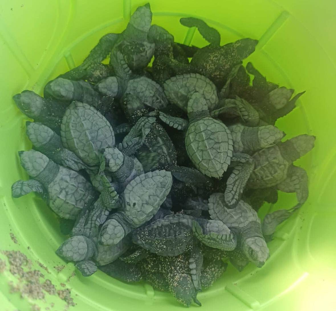 Marina rescata 62 tortugas recién nacidas