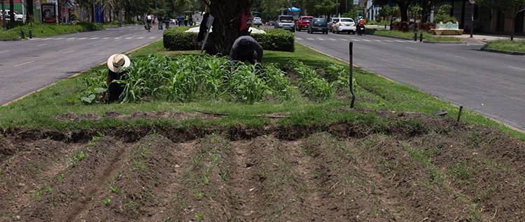 Colectivos rechazan la Ley de Huertos Urbanos