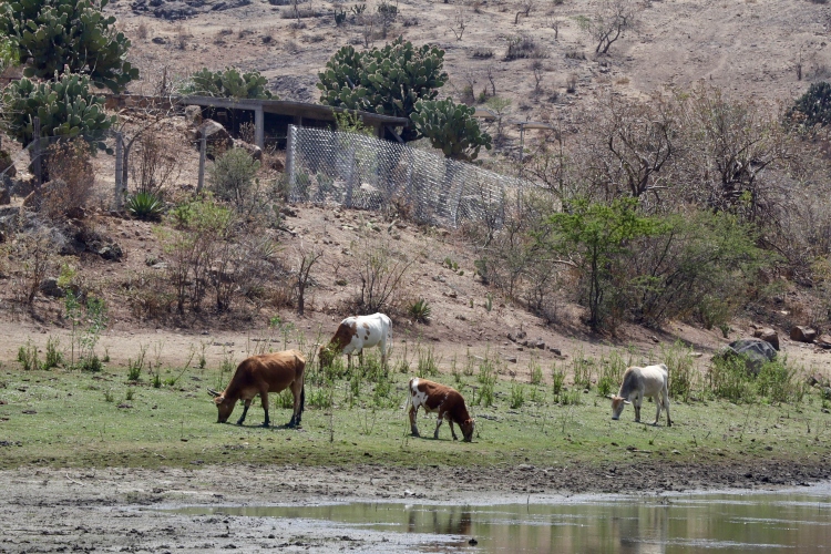 México acumula 13 mil 335 casos de gusano barrenador