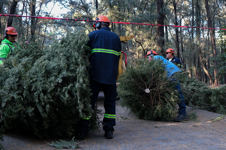 Anuncian campaña de recolección de arbolitos 