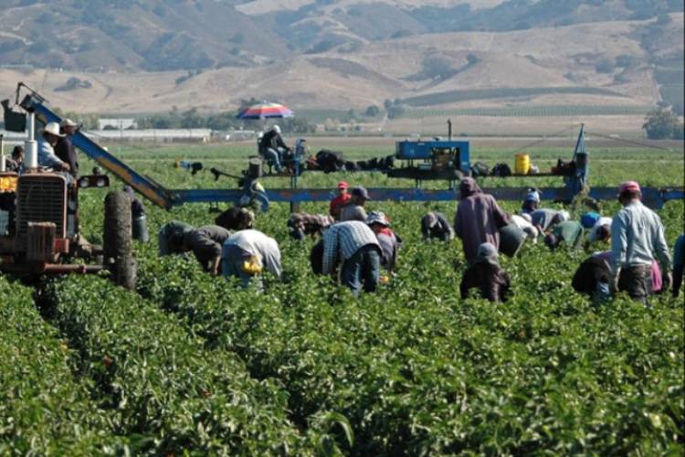 Jalisco apuesta al agronegocio y profundiza la crisis del agua: estudio
