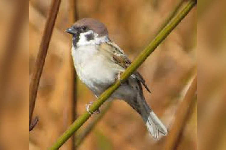 Liberan 14 gorriones siete colores en Cerro Viejo