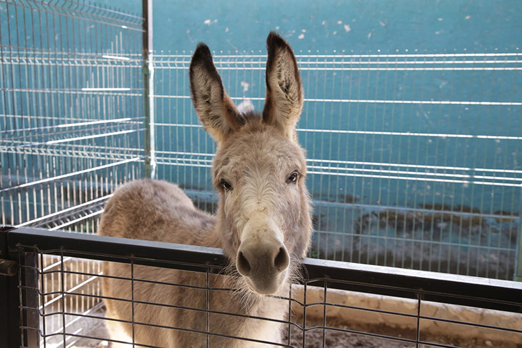 Impulsan conciencia sobre bienestar animal 