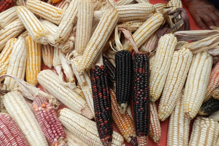 Impulsan maíz criollo en ganadería regenerativa en Los Altos