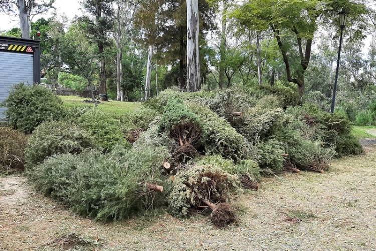 Impulsan reciclaje y adopción de árboles en Guadalajara