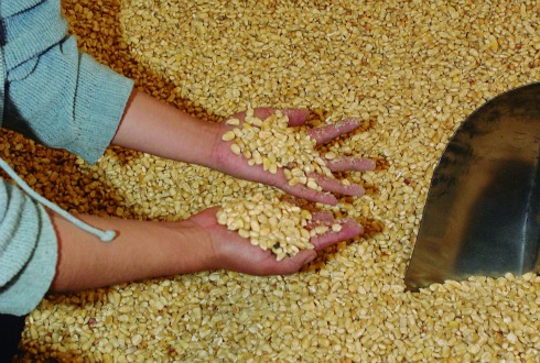 Por falta de comercialización se retrasa apoyo a maiceros en Jalisco