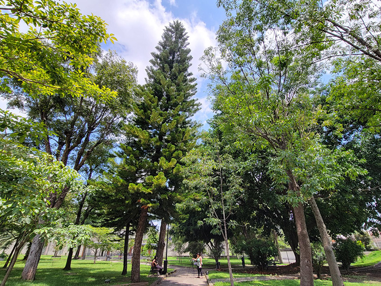 Identifica más de 1.3 millones de árboles en el AMG