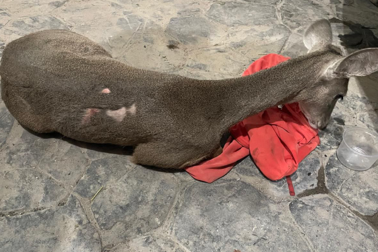 Reintegra al bosque a venado cola blanca