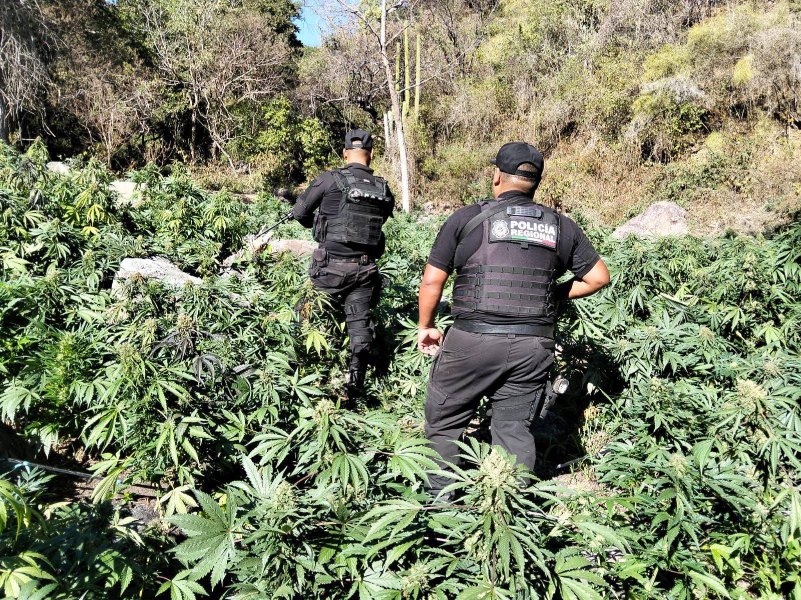 Destruyen 104 mil plantas de marihuana en Tequila