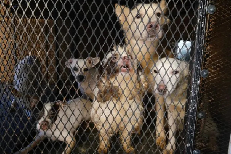 Rescatan a 52 perros hacinados en departamento de Guadalajara