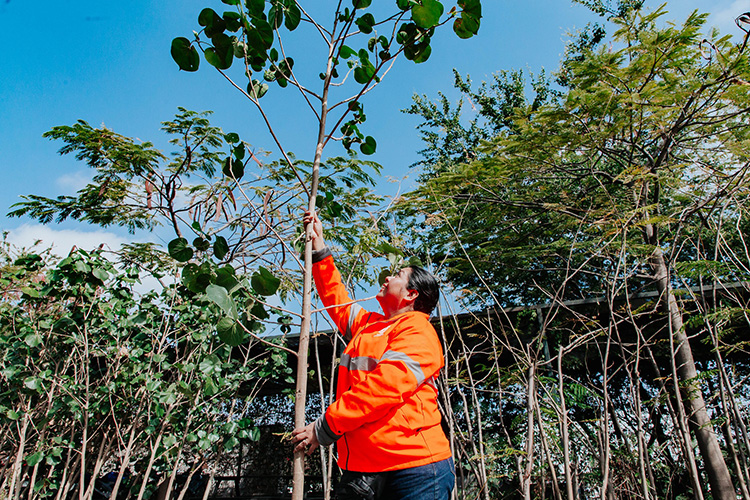 Plantar 20 mil árboles, la meta de GDL durante 2026