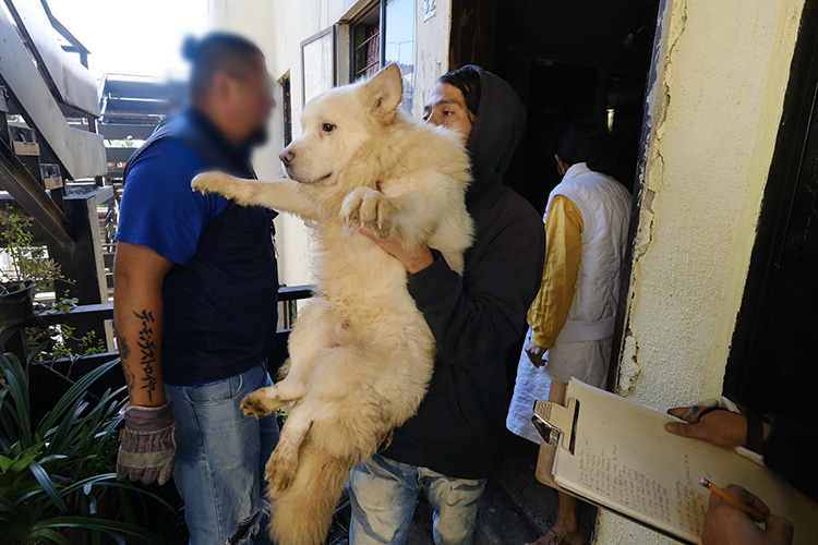 Rescatan a 52 perros hacinados en departamento de Guadalajara