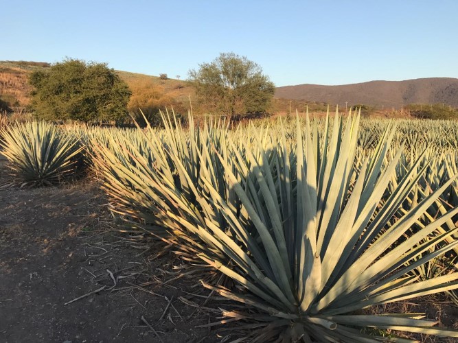 Analizan valor patrimonial del mezcal en Jalisco