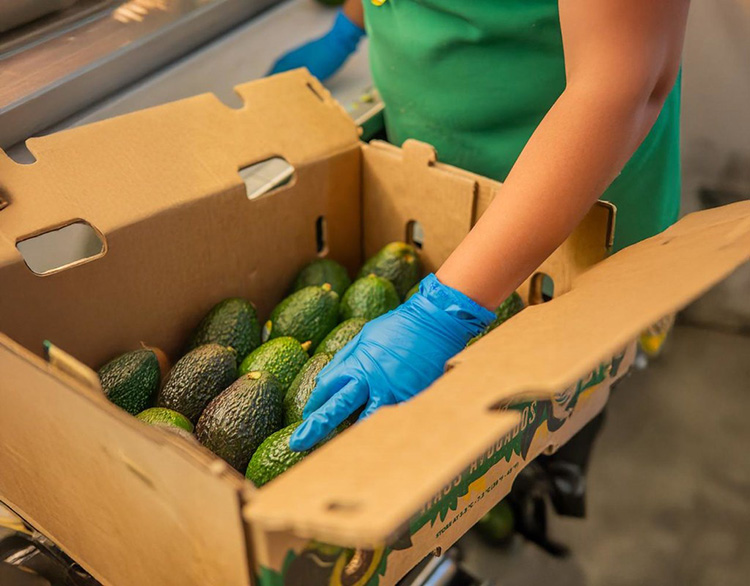 A EU, 32% más aguacate