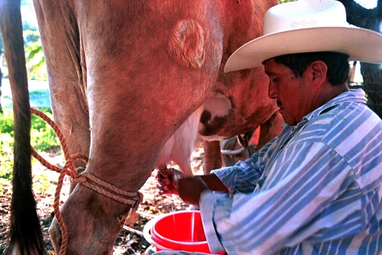 Mastitis bovina, problema de gran magnitud en Jalisco