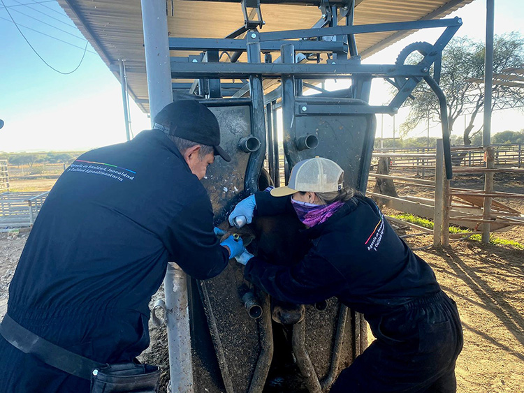 Atienden segundo caso de gusano barrenador